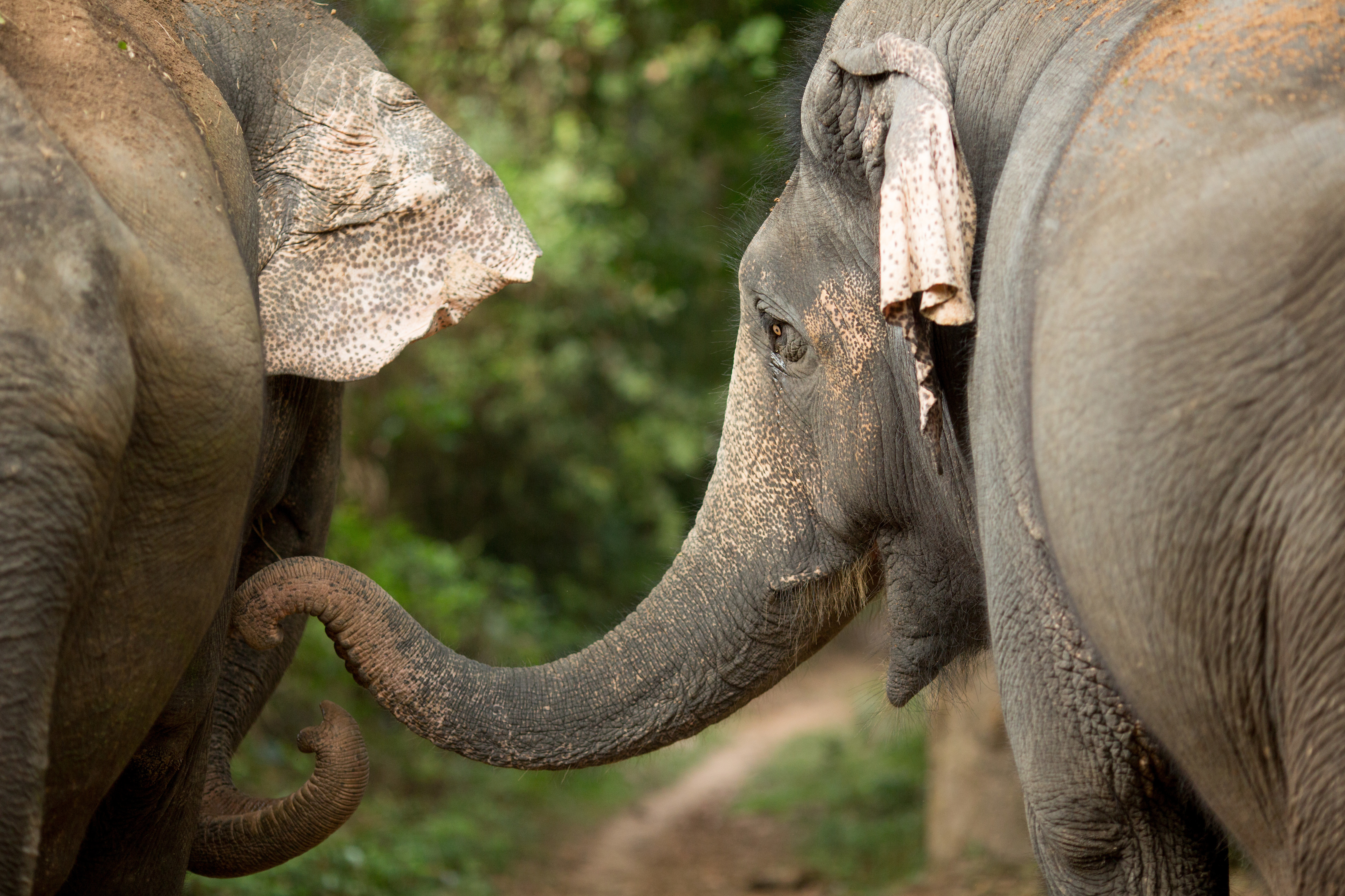 Protecting Asian Elephants and Improving Sustainable Livelihoods